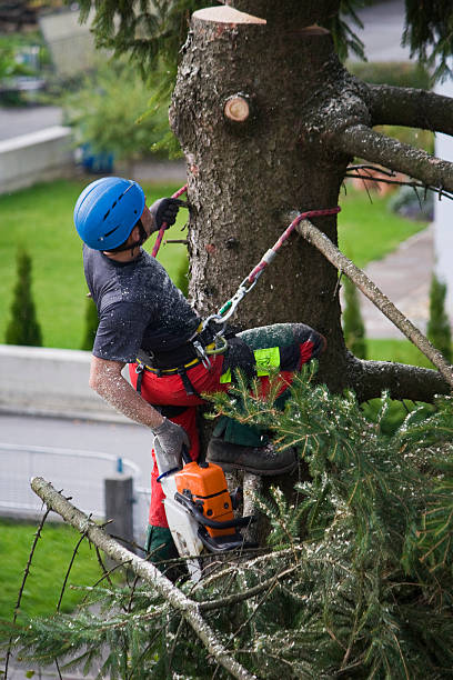 How Our Tree Care Process Works  in  Rolla, ND